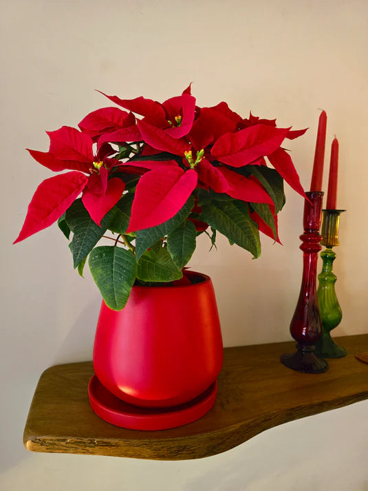 Enchanted Christmas Eve Collection